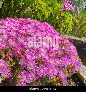 Purple drosanthemum floribundum Sukkulente Pflanzen, die im Freien in ihrem natürlichen Lebensraum wachsen. Die Natur hat viele Arten von Fauna. Ein Blumenbeet in einem blühenden Wald (lateinisch Lampranthus spectabills) Stockfoto