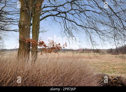 Eine ländliche Bauernlandschaft mit Weizenfeldern auf dem Land nach der Ernte. Trockene Felder und Bäume wachsen in der Natur neben einem friedlichen Dorf draußen während des Tages mit Kopierraum Stockfoto