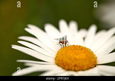 Eine gewöhnliche grüne Flaschenfliege bestäubt eine weiße Gänseblümchen im Freien. Nahaufnahme einer Schleuder, die Nektar aus dem gelben Pistil einer marguerite-Pflanze nährt. Makro eines Insekts und Käfers in einem Ökosystem Stockfoto