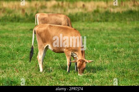 Zwei Kühe, die an einem sonnigen Tag auf einer üppigen Ackerfläche grasen. Junge braune Rinder fressen Gras auf einem unkultivierten Feld. Wild lebende Tiere oder Bio-Rinder für Rind aus Freilandhaltung Stockfoto