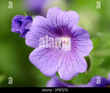 An einem sonnigen Tag im Freien wächst in einem botanischen Garten eine lila Kranichmuschelblume. Nahaufnahme wunderschöner Pflanzen mit leuchtenden violetten Blütenblättern, die im Frühling in einer üppigen Umgebung blühen Stockfoto