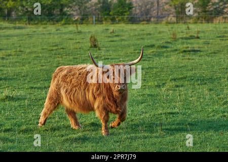 Braune haarige Hochlandkuh mit Hörnern auf einem grünen Feld auf dem Land mit Kopierraum. Zucht von Rindern und Vieh auf einem Rinderhaltungsbetrieb. Landschaft mit Tieren in weidender Natur Stockfoto