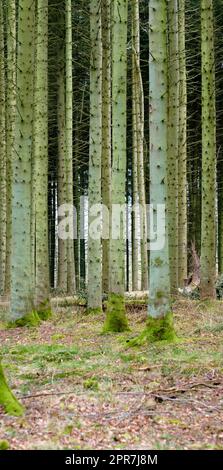 Blick auf einen bezaubernden Wald mit Bäumen in Dänemark. Abgeschiedene, leere und verlassene Wälder mit kultivierten Kiefern in ihrer natürlichen Umgebung. Abgelegene und stille Wälder in der Wildnis Stockfoto