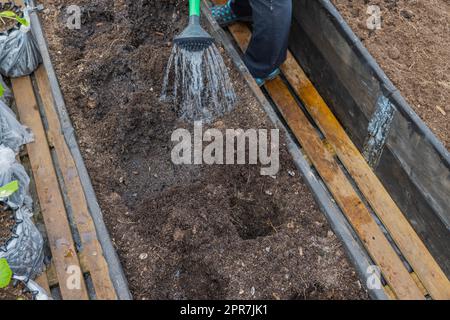 Betrachtung der Beetvorbereitung durch Bewässerung aus der Gießkanne zur Vertiefung von Beetlöchern für die Pflanzung von Setzlingen. Schweden. Stockfoto