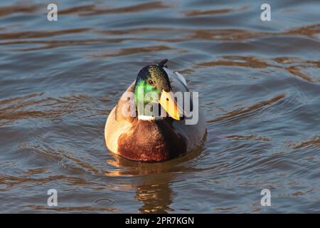 Bunte männliche Anas platyrhynchos auf Wasser, Stockente drake in natürlicher Umgebung Stockfoto