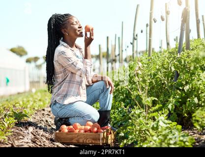 Junger Bauer, der den Duft einer frischen Tomate genießt. Landwirt, der Bio-Tomaten erntet. Ein afroamerikanischer Bauer mit einer rohen, reifen Tomate. Ein Bauer, der eine frische Tomate riecht Stockfoto