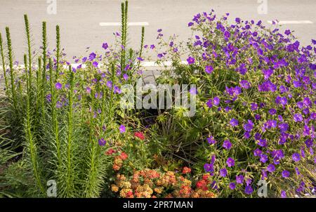 Ein wunderschönes Blumenbeet mit violetten Wiesenblumen der Geranium-Arten, Geranium sylvaticum, auch bekannt als Waldkran oder Waldgeranium und Liatris Spiky Stockfoto