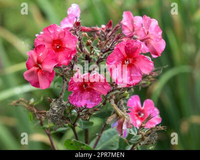 Pink Phlox blüht nach einem Regenschauer Stockfoto