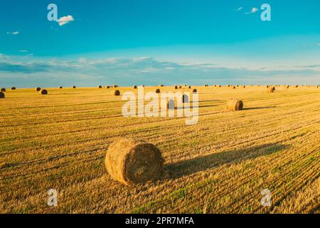 Luftaufnahme Der Sommer Hay Rolls Straw Field Landschaft Am Abend. Heuhaufen, Heuhaufen Rollen in Sunrise Time Stockfoto