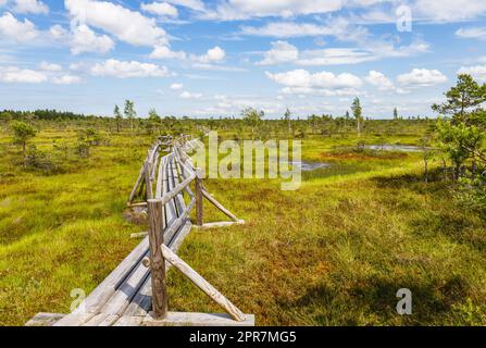 Der Holzwanderweg führt durch kleine Teiche im Sumpf. Das große Kemeri-Moor Stockfoto