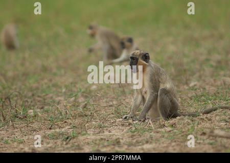 Grüne Affen Chlorocebus sabaeus auf einer Wiese. Stockfoto