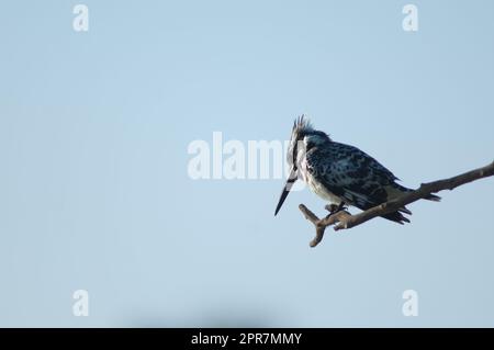 Pied Königsfischer Ceryle rudis auf einem Ast. Stockfoto