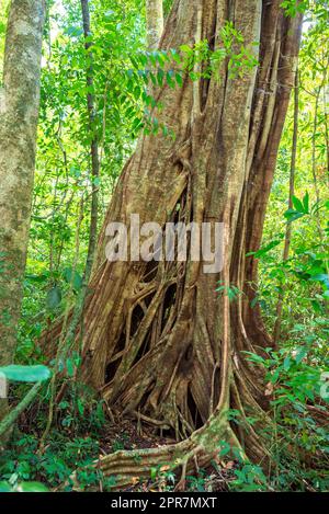 Großer tropischer Baum mit flachen, weit laufenden Wurzeln aus mächtigen Hintern Wurzeln im Nationalpark Khao Sok Stockfoto