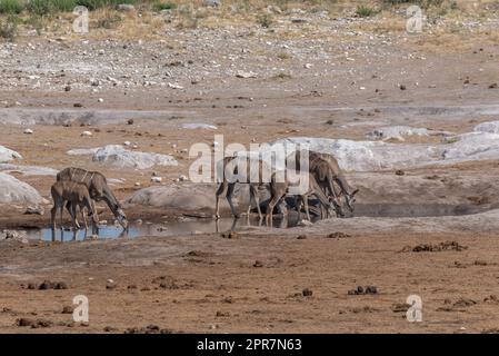 Große Kudu-Weibchen, Tragelaphus strepsiceros, die an einem Wasserloch im Khaudum National Park, Namibia, trinken Stockfoto
