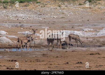 Große Kudu-Weibchen, Tragelaphus strepsiceros, die an einem Wasserloch im Khaudum National Park, Namibia, trinken Stockfoto