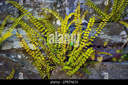 Splenium trichomane oder Maidenhair-Milzwurz, kleiner Farn, der gegen die Wand wächst Stockfoto