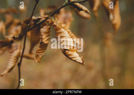 Trockene Herbstblätter auf einem Ast Stockfoto