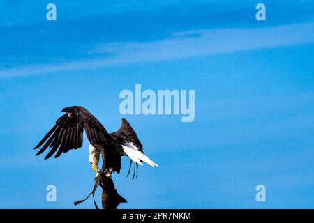 Der junge Weißkopfseeadler (Haliaeetus leucocephalus) ist auch als Weißkopfadler, Seeadler oder amerikanischer Adler bekannt Stockfoto