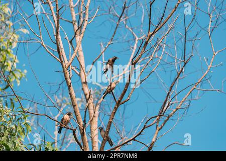 Goa, Indien. Rosy Starling Vögel Sitzen Auf Ästen Von Baum Auf Der Rückseite Des Blauen Himmels Stockfoto