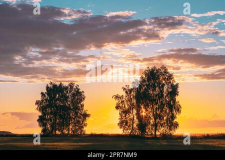 Sonne Scheint Durch Baumkronen. Trees Woods In Meadow Bei Sonnenaufgang. Farbenfrohe, Dramatische Himmelslandschaft Und Dunkler Boden Mit Baumsilhouetten Stockfoto