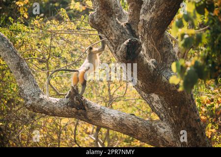 Kanica, Goa, Indien. Grauer Langur-Affe, Der Auf Dem Zweig Des Baumes Klettert Stockfoto