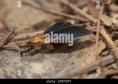 Ameise trägt Essen zum Ameisenhaufen im Naturreservat von Popenguine. Stockfoto