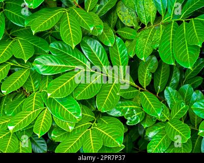 Nahaufnahme von grünen Lorbeerblättern, Prunus laurocerasus Stockfoto