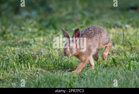 Europäischer Hase über eine Wiese Stockfoto