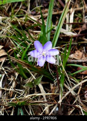 Blaue Hepaticas (Anemone hepatica) im Wald Stockfoto