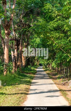 Plantagen von Gummi- und Cashew-Bäumen auf der Insel Ko Phayam in Thailand Stockfoto