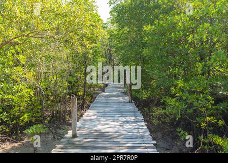 Machen Sie einen Spaziergang durch die Mangroven von Ko Phayam Stockfoto