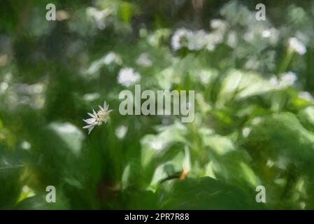 Digitale Malerei von Allium ursinum, sonnenbeleuchtete weiße wilde Knoblauchblumen vor einem natürlichen grünen Waldhintergrund, mit geringer Schärfentiefe. Stockfoto