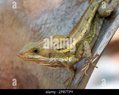 Eine Nahaufnahme einer braunen Anole-Eidechse, die auf einer Baumrinde krabbelt Stockfoto