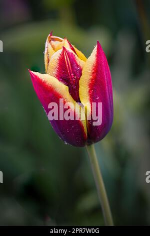 Nahaufnahme einer einzelnen Blume einer roten und gelben Tulpe. Es gibt Wassertropfen auf dem Blumenkopf. Vor einem natürlichen dunklen Hintergrund aufgenommen Stockfoto