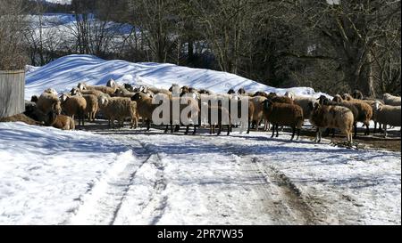 Herde von Bergschafen (Ovis aries) auf dem Pfad Stockfoto