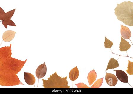 Getrocknete gepresste Herbstblätter auf weißem Hintergrund Stockfoto