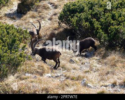 Gruppe der alpinen Ibex (Capra ibex) in den hohen Bergen Stockfoto