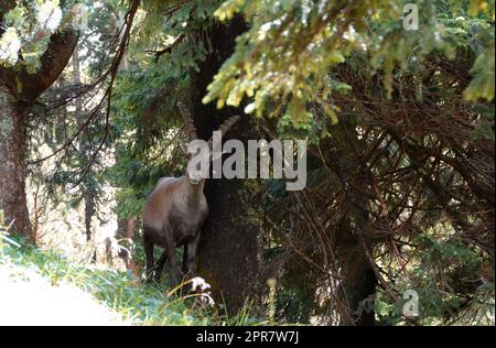 Alpenibex (Capra ibex) in Benediktenwand, Bayern Stockfoto