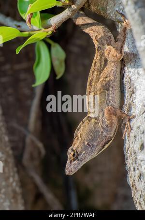 Eine Nahaufnahme einer braunen Anole-Eidechse, die auf einer Baumrinde krabbelt Stockfoto