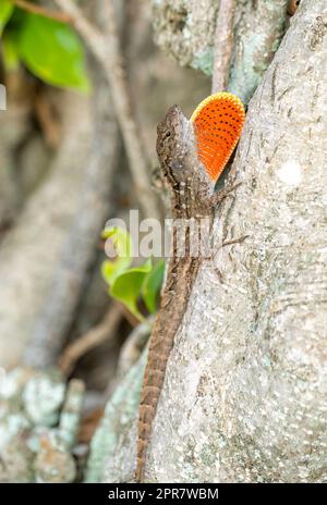 Eine Nahaufnahme einer braunen Anole-Eidechse, die auf einer Baumrinde krabbelt Stockfoto