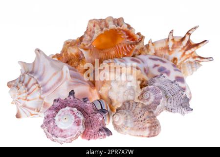 Eine Gruppe verschiedener Muscheln, isoliert auf weißem Hintergrund, Nahaufnahme Stockfoto