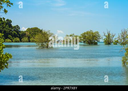 Der Strand von Ao Khao Kwai mit seinen Mangrovenwäldern bei Flut auf der Insel Ko Phayam in Thailand Stockfoto