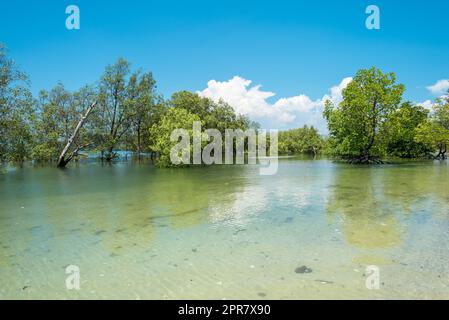 Der Strand von Ao Khao Kwai mit seinen Mangrovenwäldern bei Flut auf der Insel Ko Phayam in Thailand Stockfoto