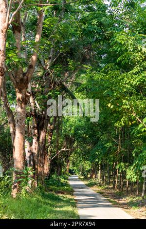 Plantagen von Gummi- und Cashew-Bäumen auf der Insel Ko Phayam in Thailand Stockfoto