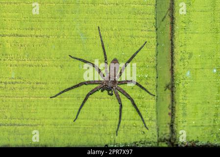 Große Jagdspinnen an der grünen Mauer in Thailand Stockfoto