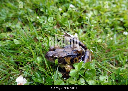 Grasfrosch (Rana Temporaria) Stockfoto