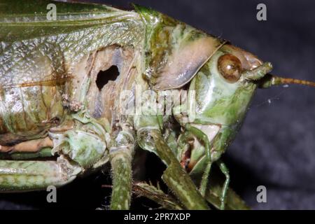 Totes Grünes Heupferd (Tettigonia viridissima) Stockfoto