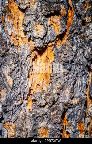 Pinienrinde Stockfoto