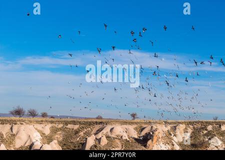 Fliegende Tauben in capadoccia Stockfoto