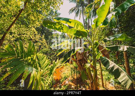 Goa, Indien. Große Grüne Blätter Von Bananengras Im Wald Im Sommer Sonnentag Stockfoto